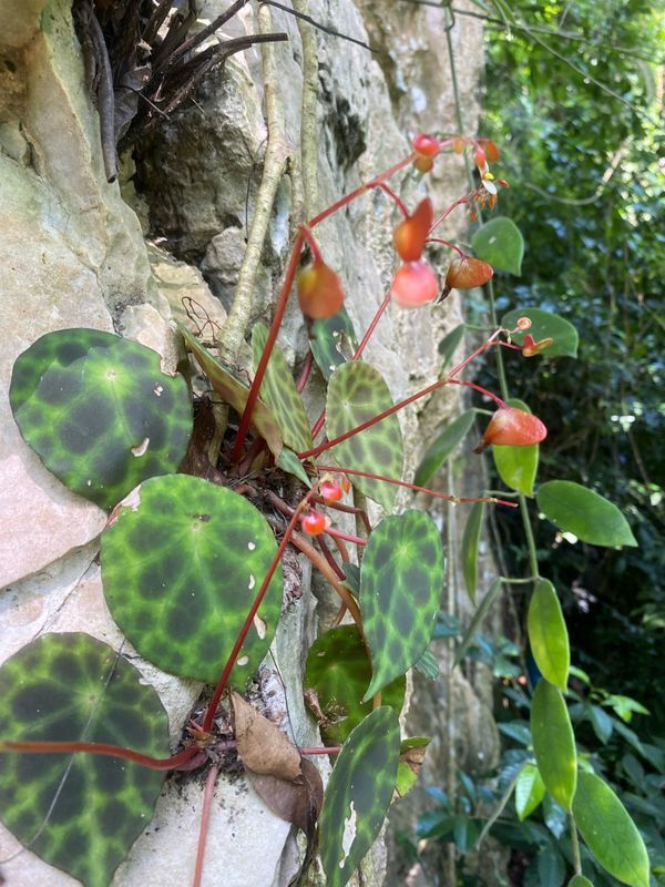 B. kingiana