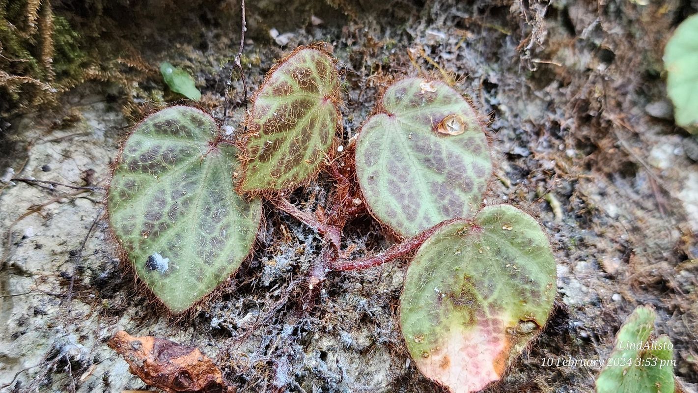 B. klemmei