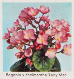 B. ‘Lady Mac’