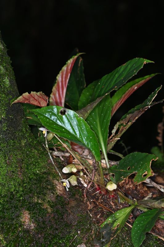 B. lanceolata