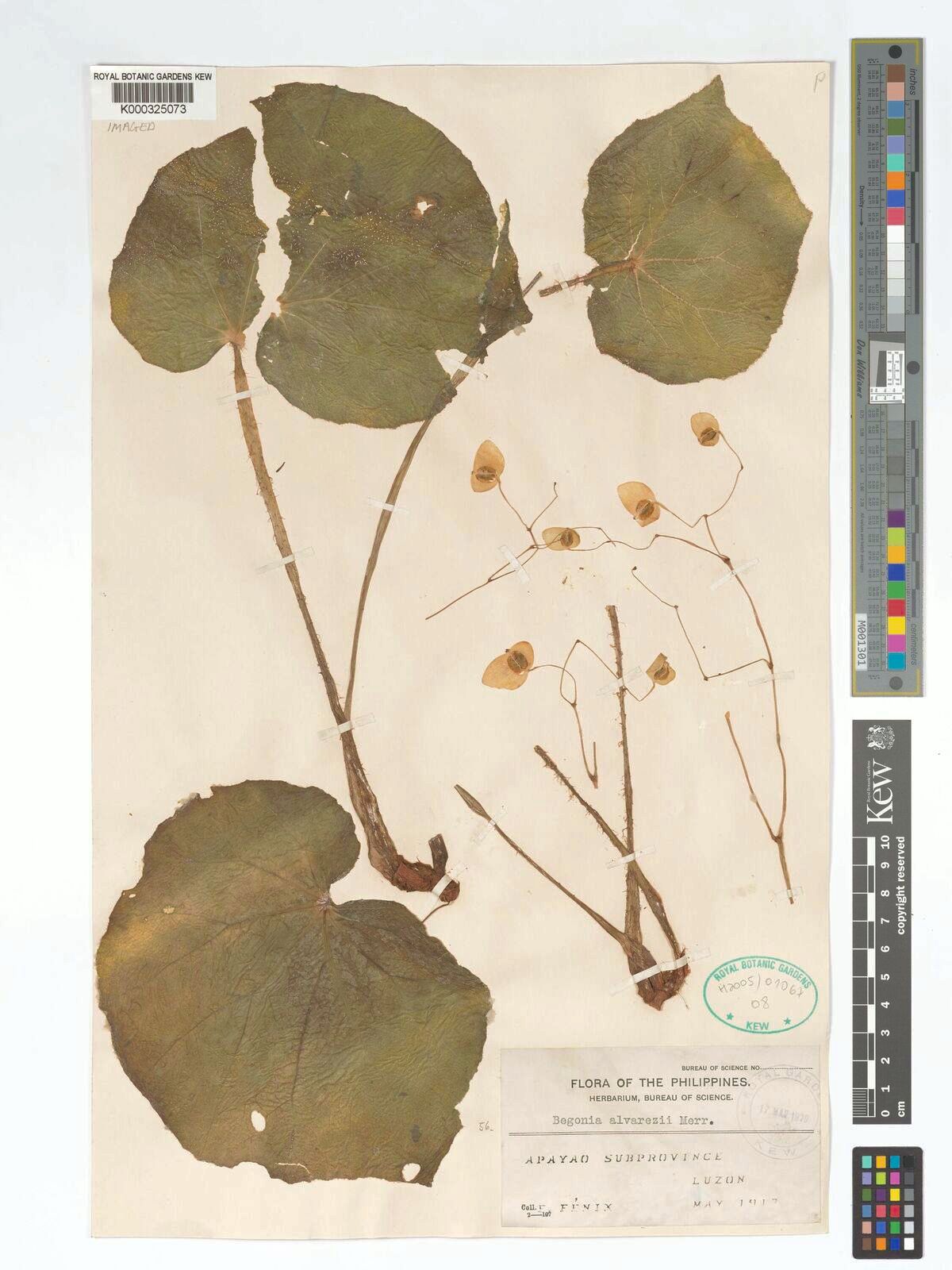 B. alvarezii