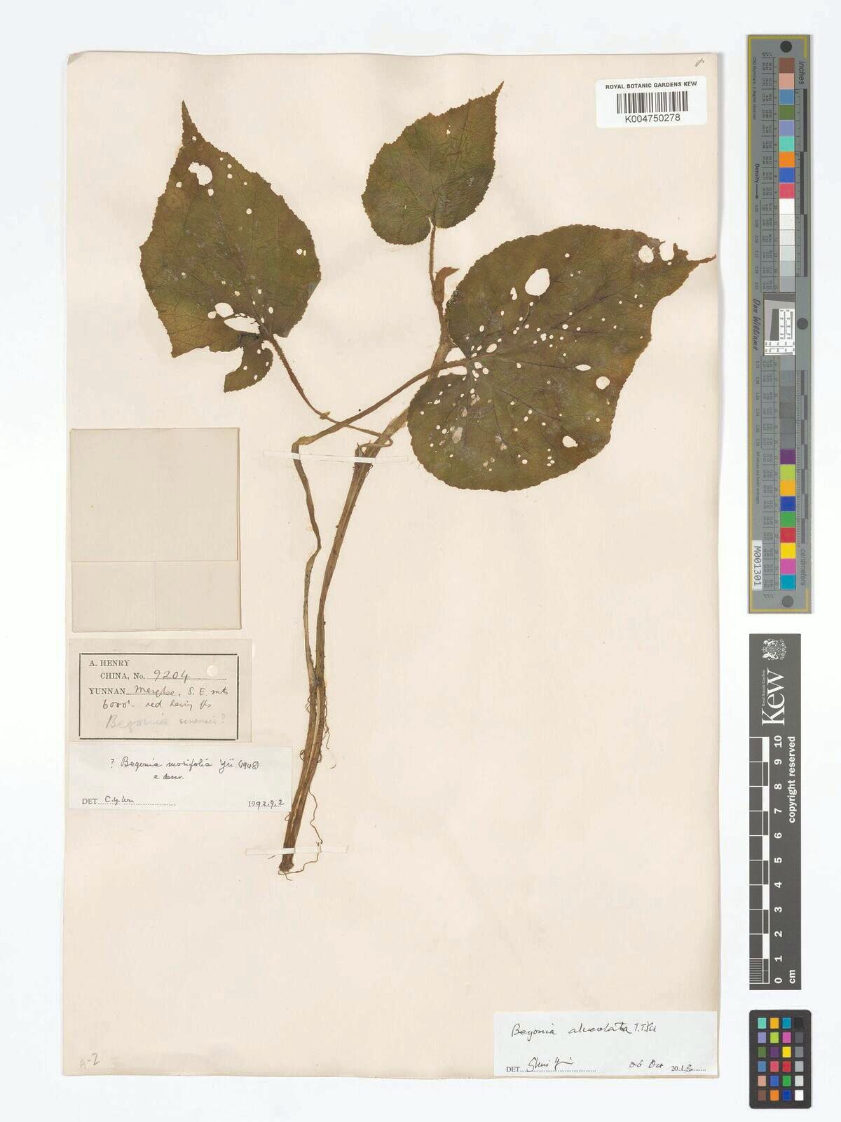 B. alveolata