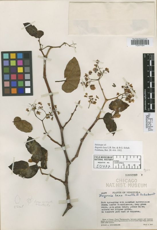 B. laxa