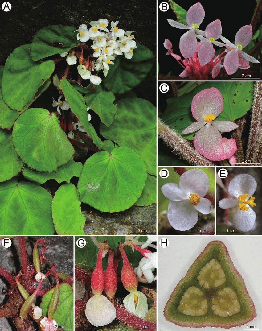 B. leprosa