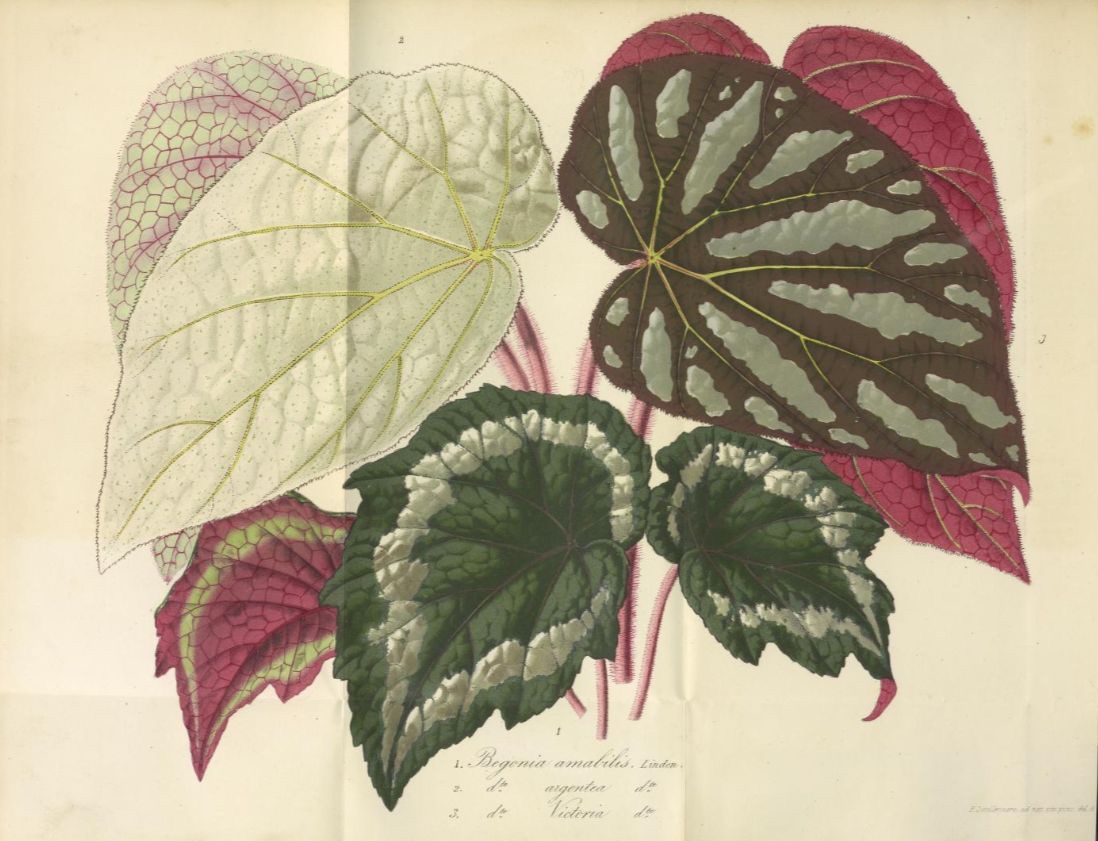 B. amabilis