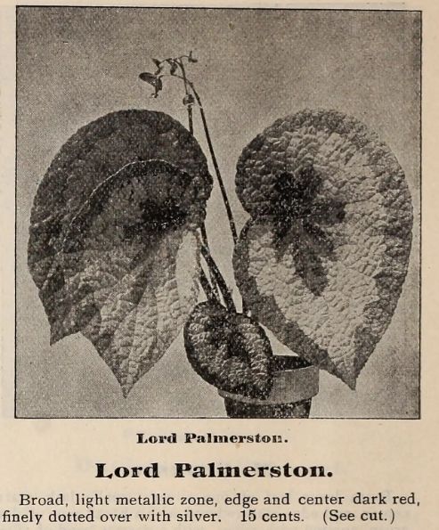 B. ‘Lord Palmerston’