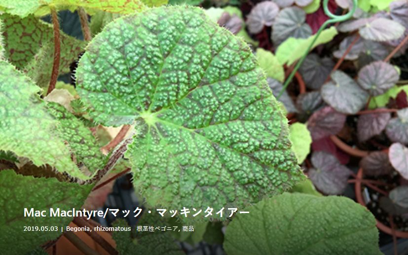 B. ‘Mac MacIntyre’