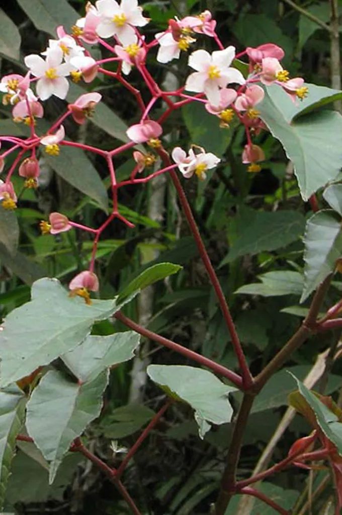B. macahensis