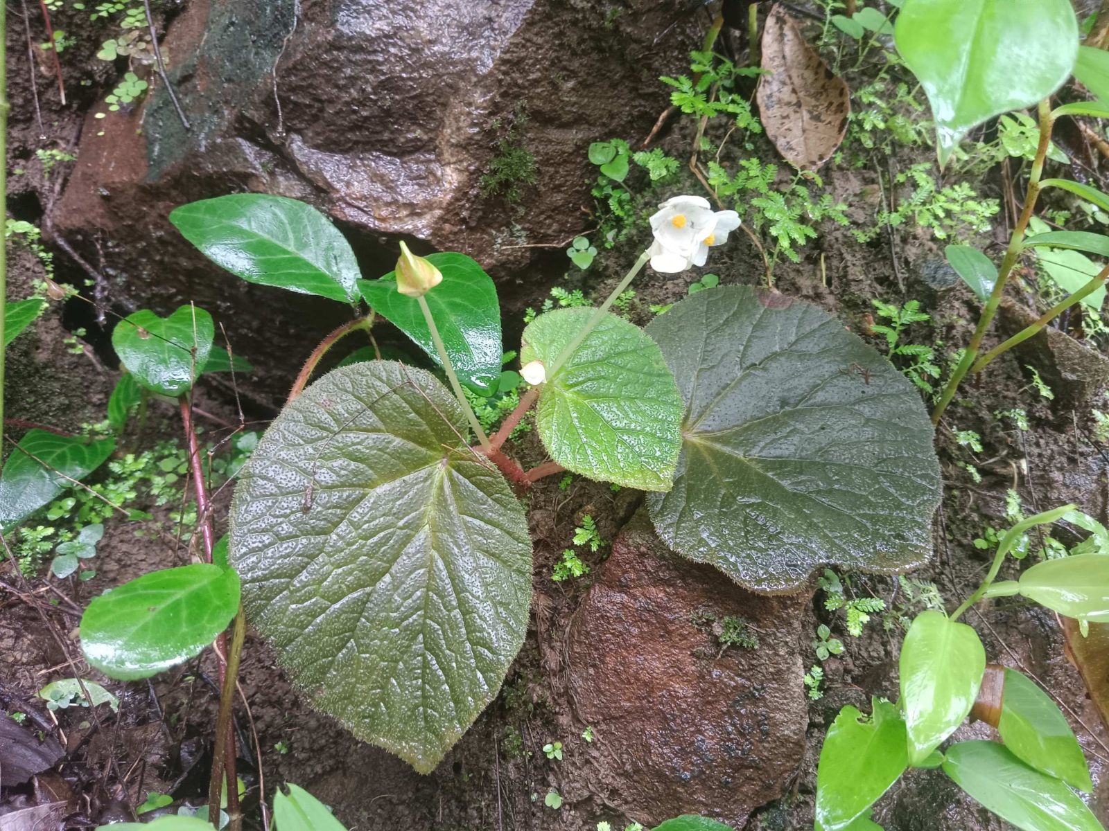 B. anaimalaiensis