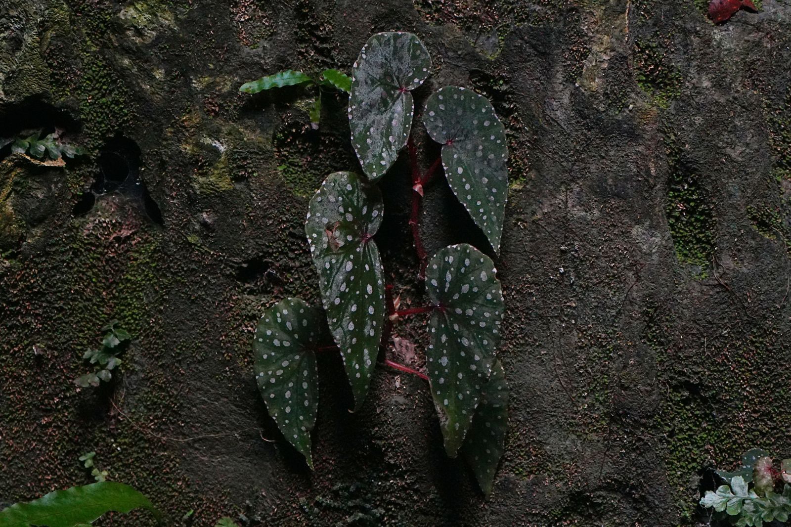 B. malachosticta