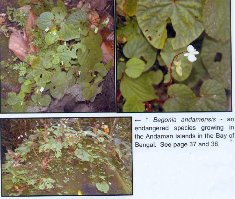 B. andamensis