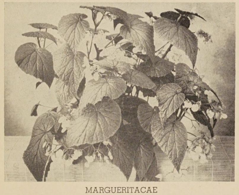 B. ‘Margaritacea’