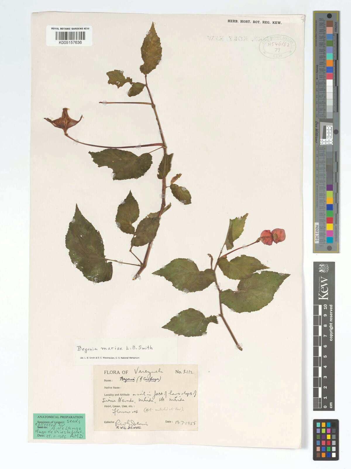 B. mariae