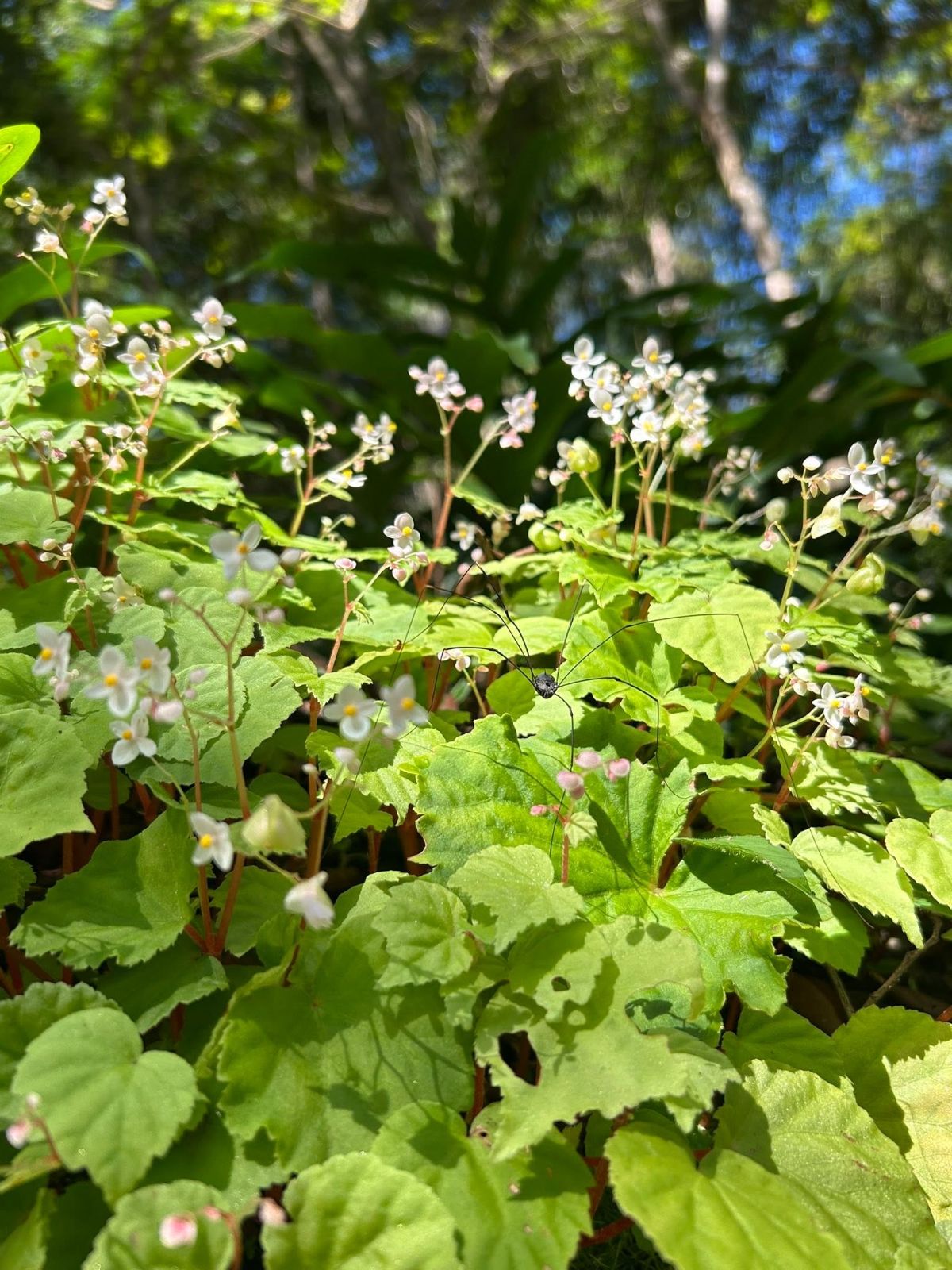 B. martabanica var. martabanica
