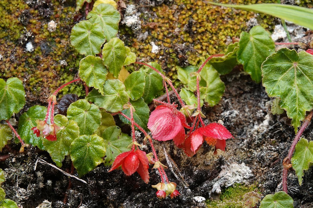 B. maurandiae