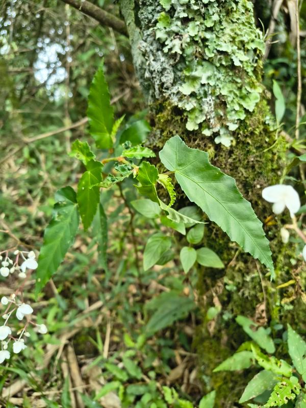 B. angulata