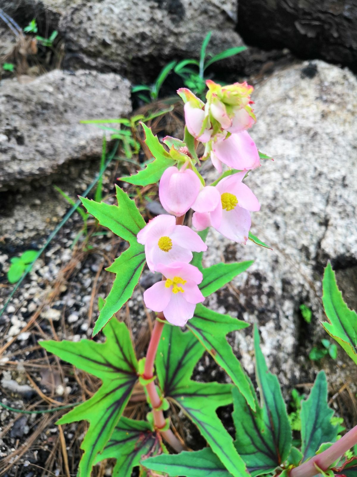B. angustiloba