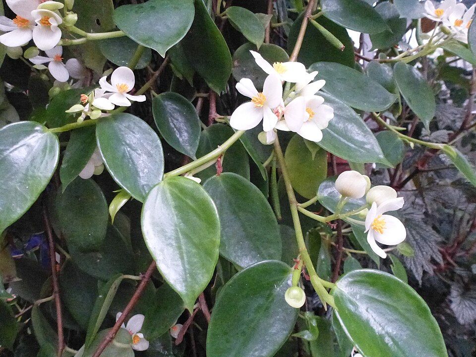 B. molleri