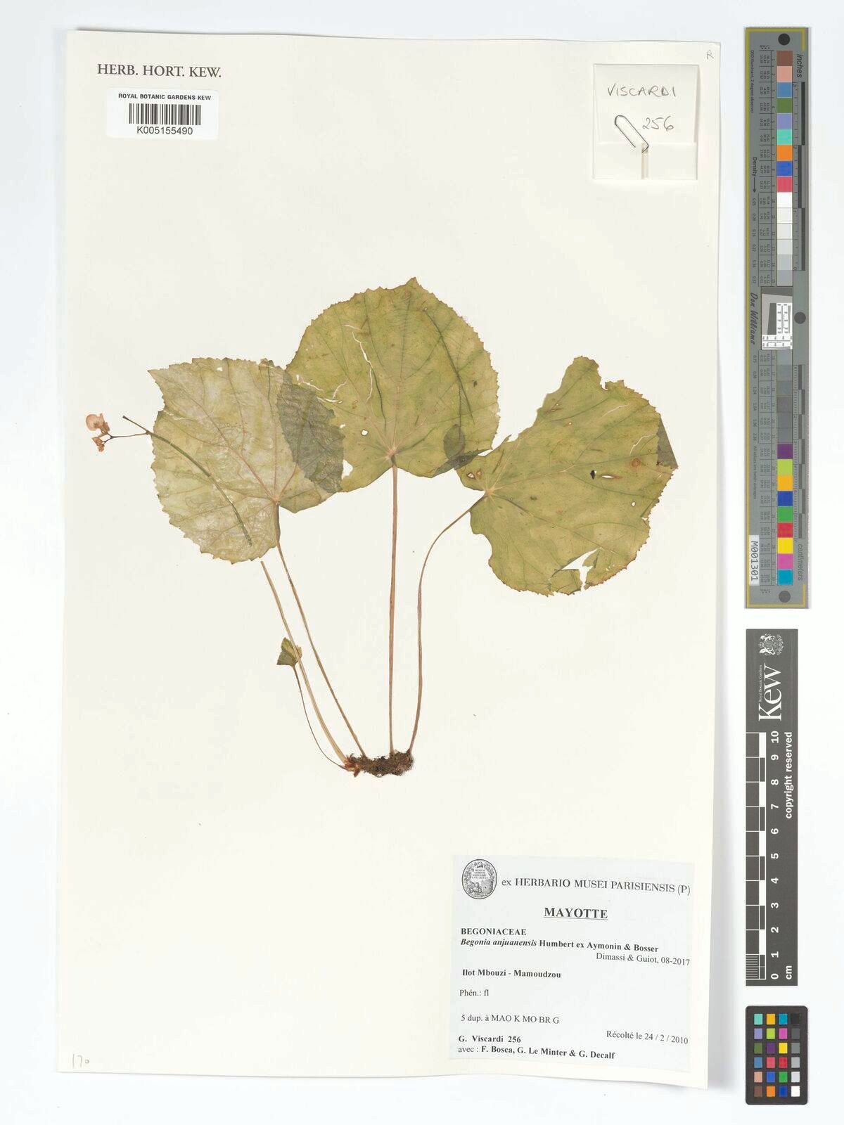 B. anjuanensis