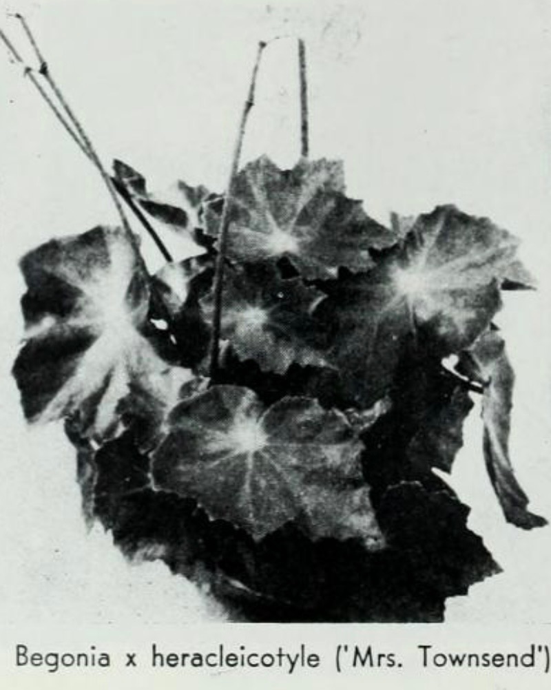 B. ‘Mrs. Townsend’