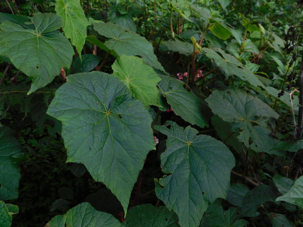 B. multangula var. multangula