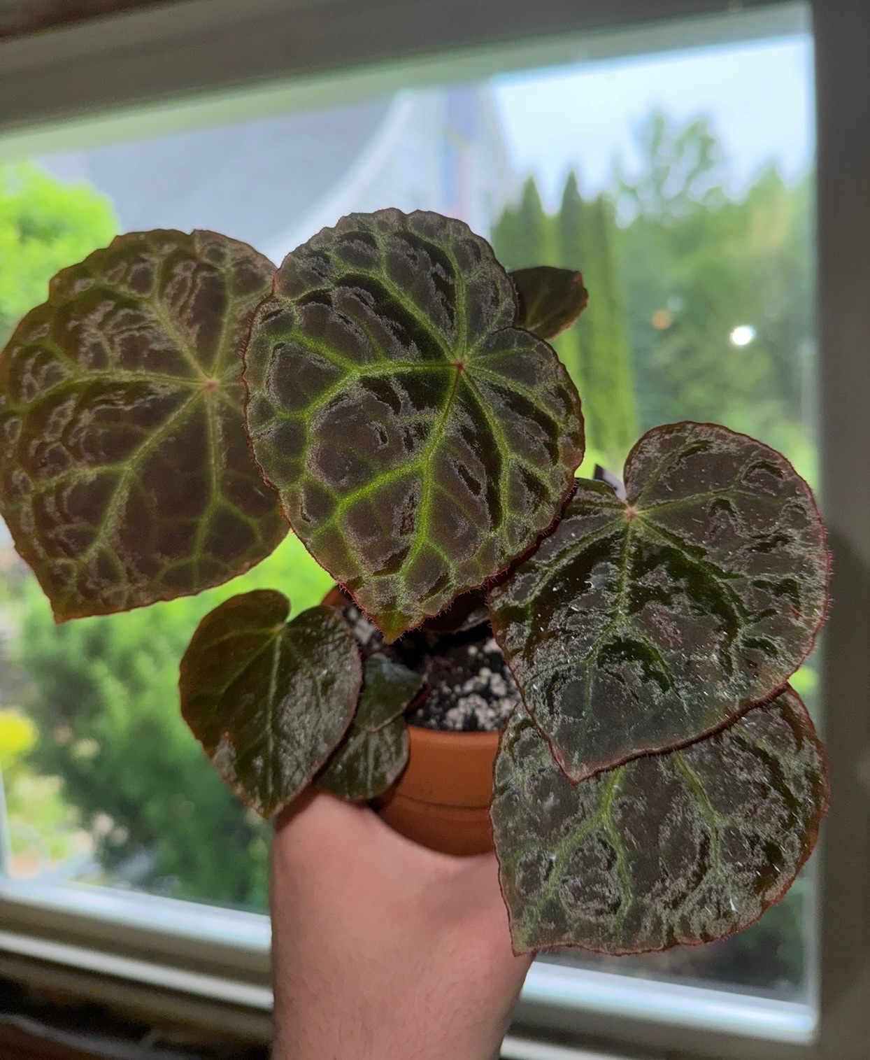 B. ‘Mumtaz’