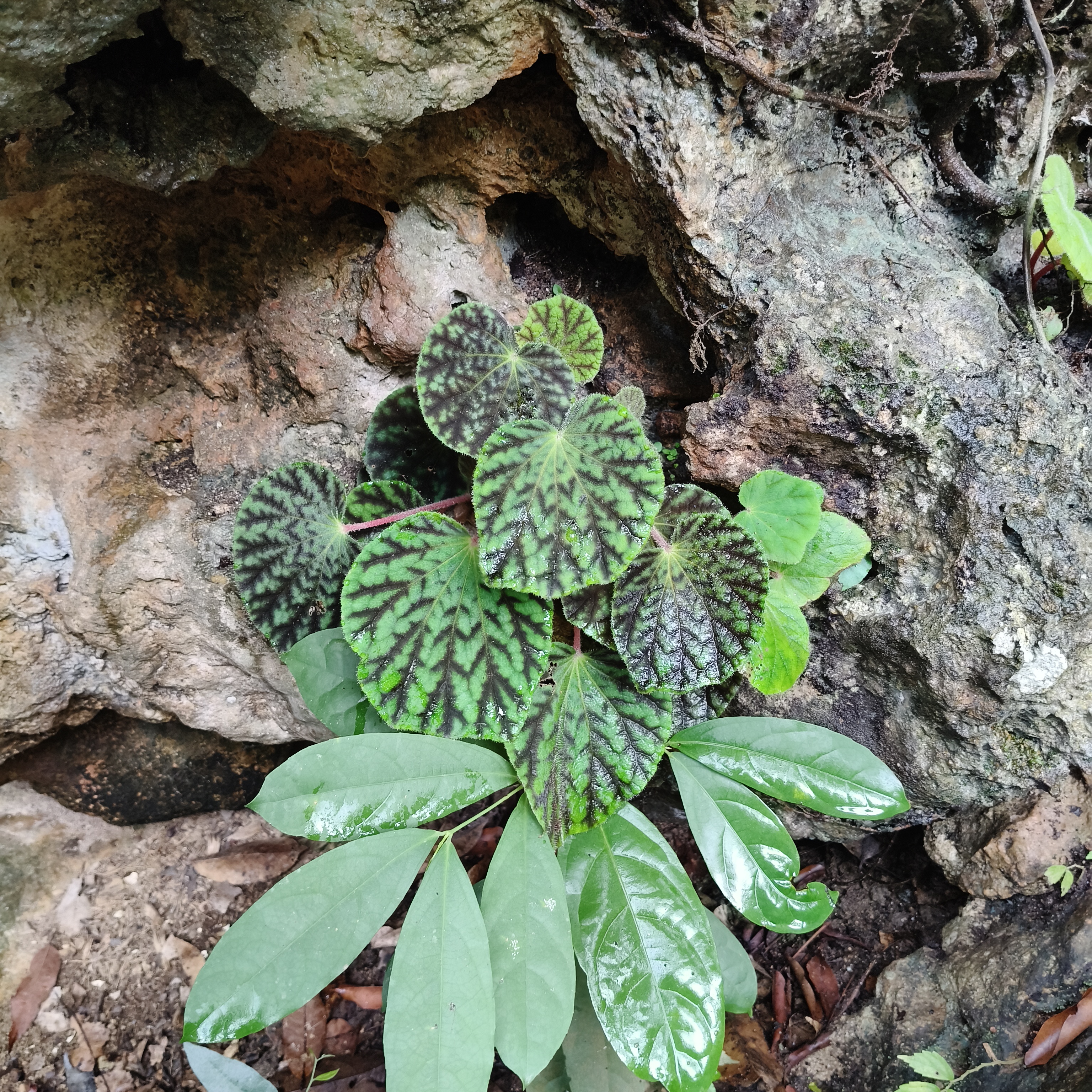 B. murina