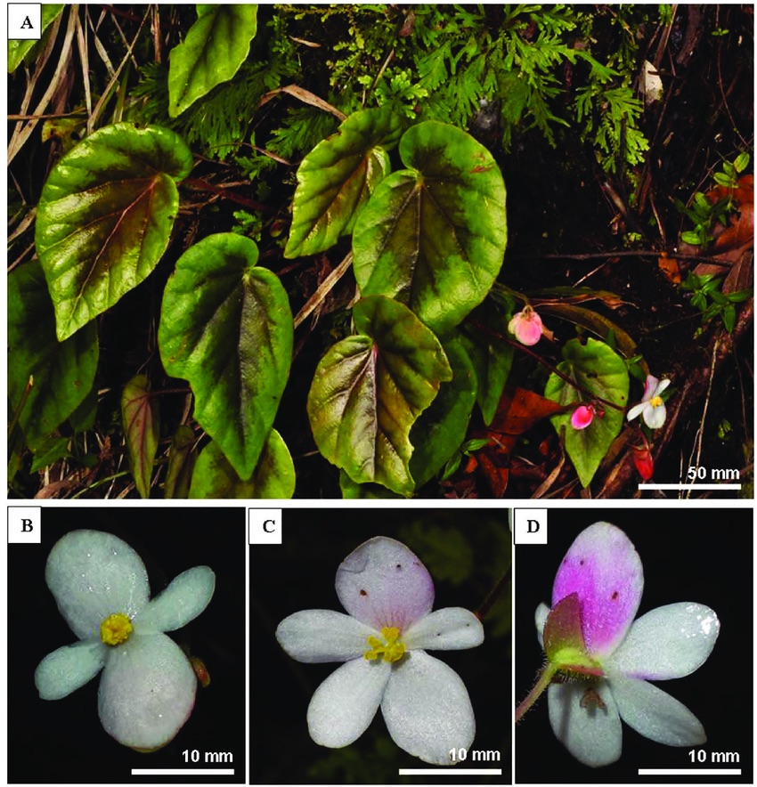 B. neopurpurea