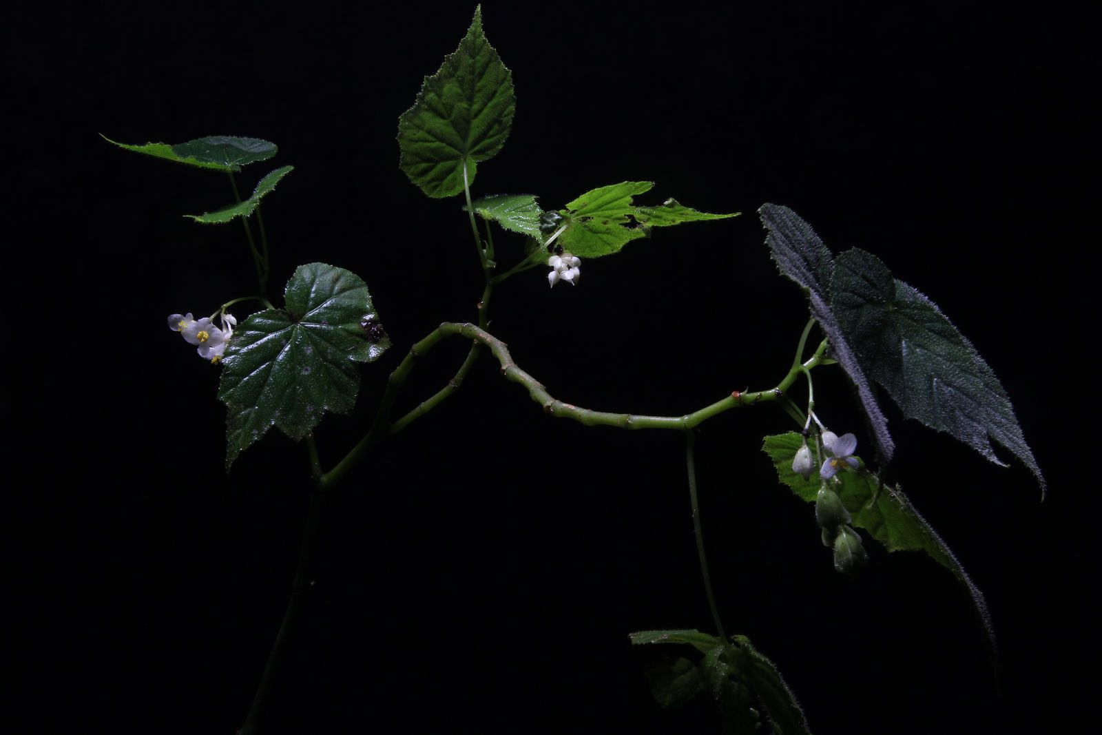 B. oaxacana var. oaxacana