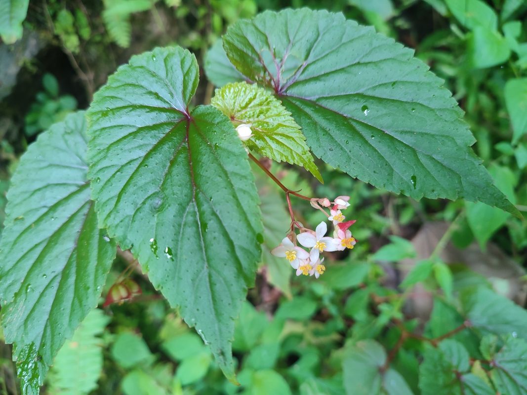 B. annobonensis