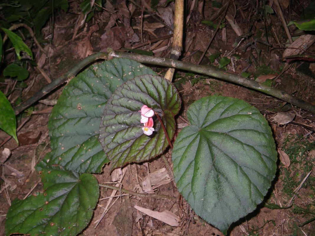 B. oreodoxa