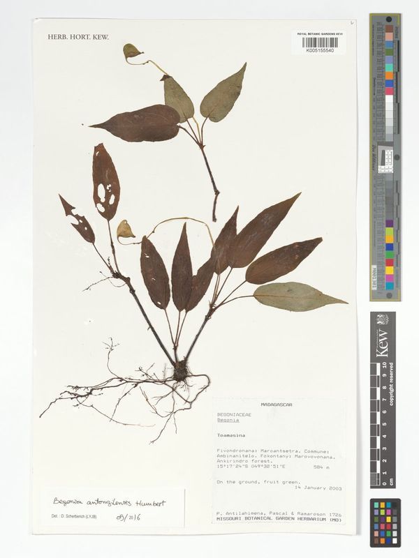 B. antongilensis var. cuneata