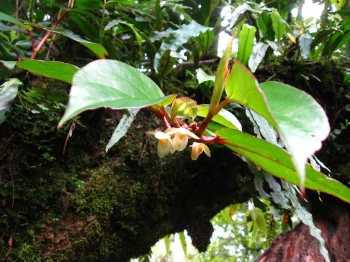 B. oxyanthera