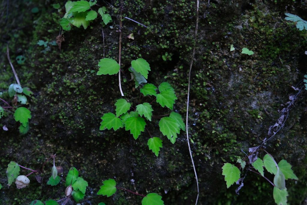 B. antsingyensis