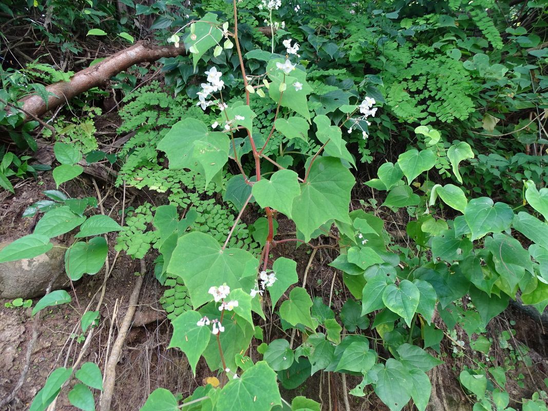 B. palmeri