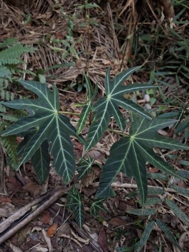 B. paranaensis