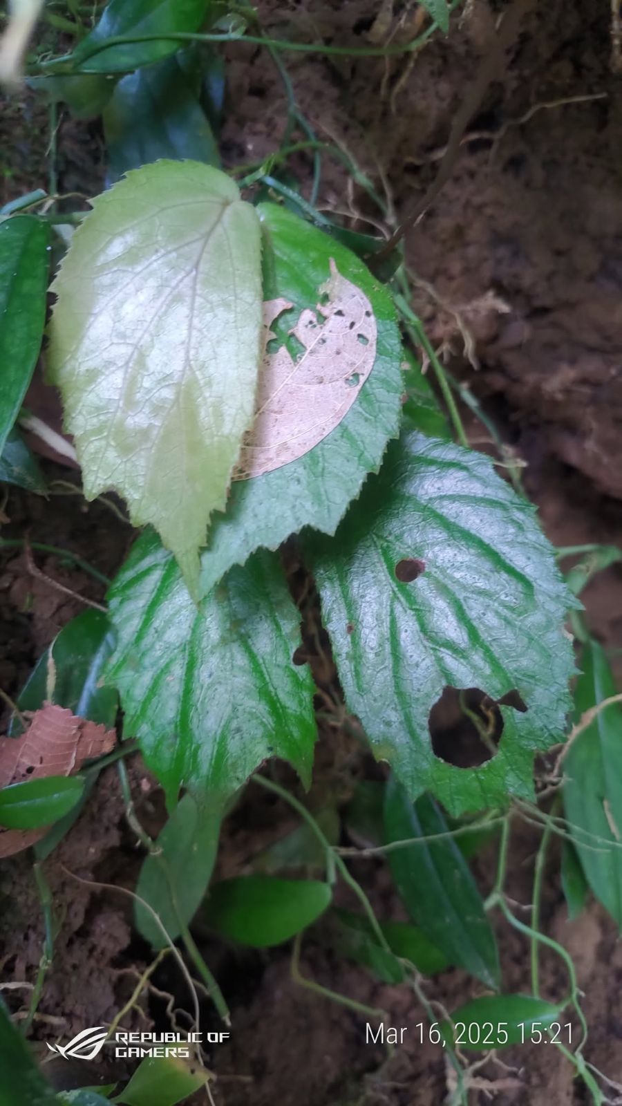B. apayaoensis