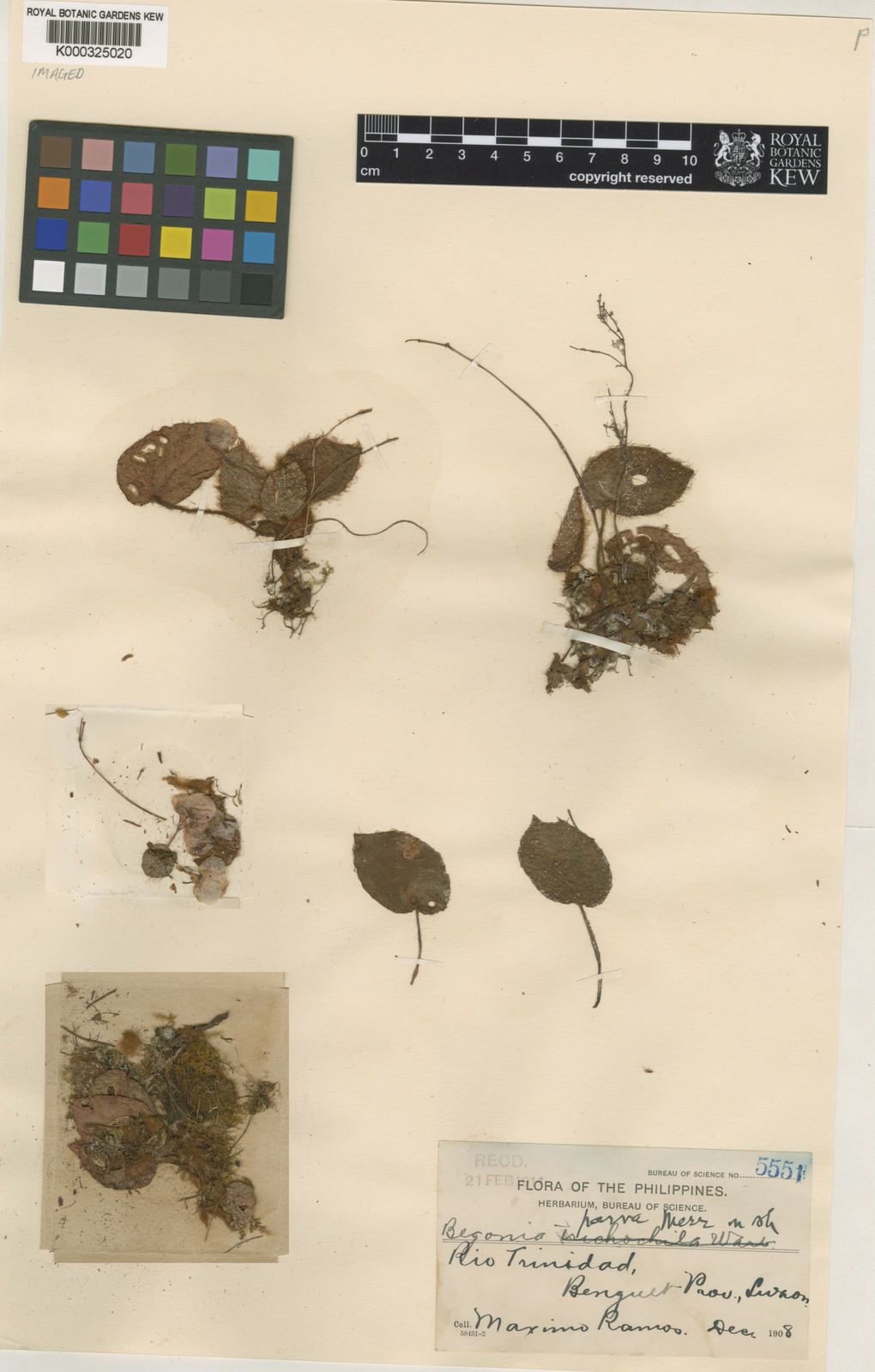 B. parva
