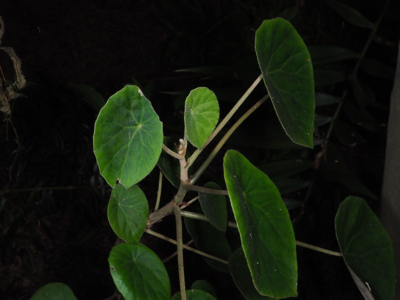 B. peltata var. peltata