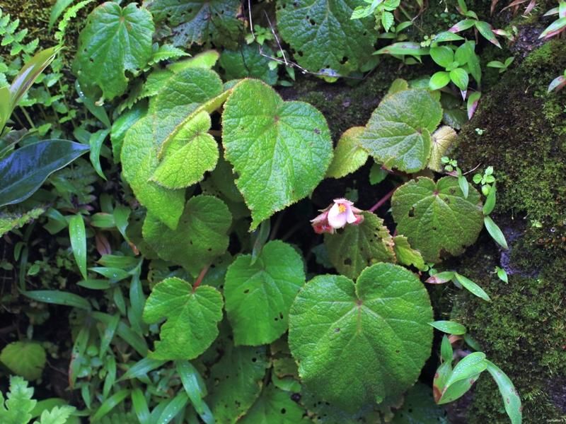 B. phrixophylla