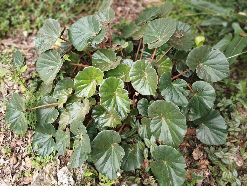 B. pinetorum