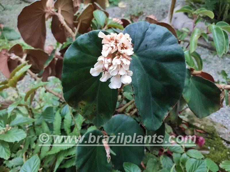 B. piresiana