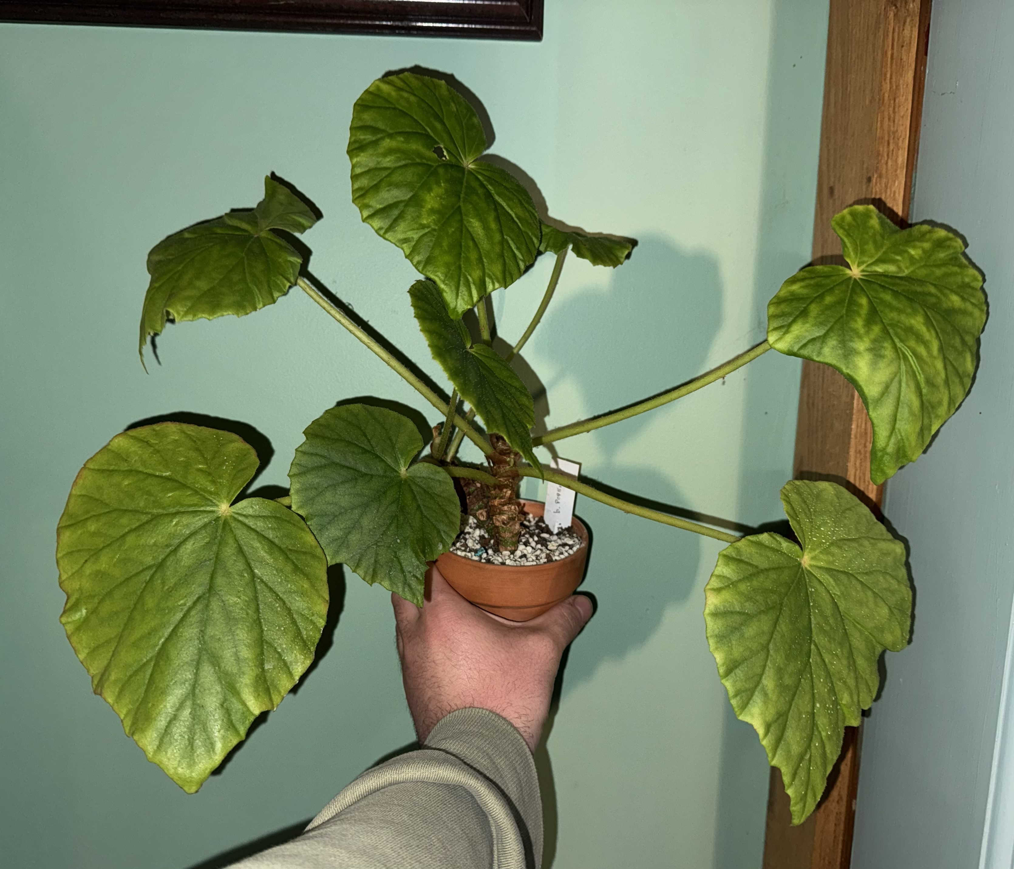 B. popenoei