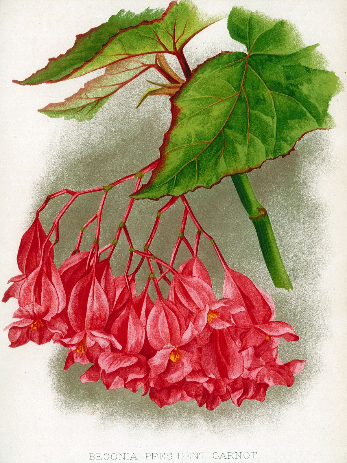 B. ‘President Carnot’