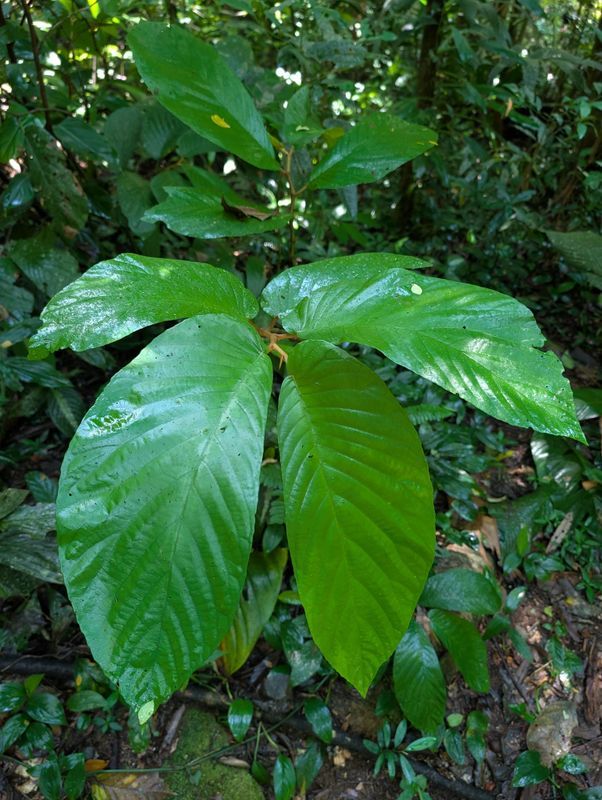 B. arborescens var. arborescens