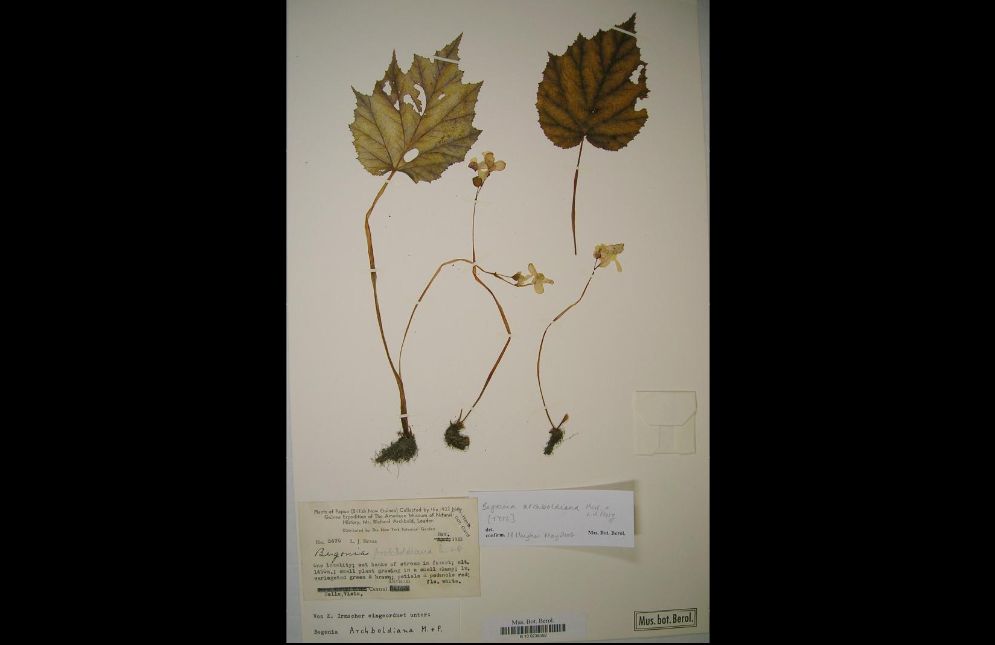 B. archboldiana