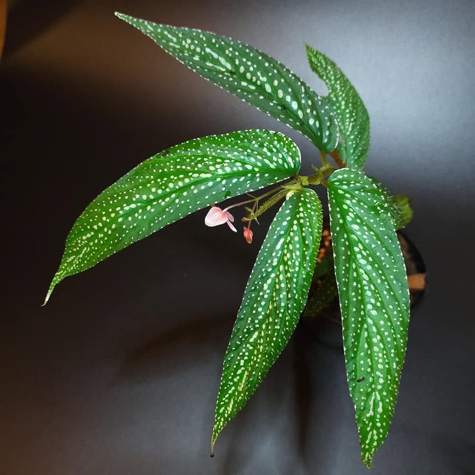B. procridifolia