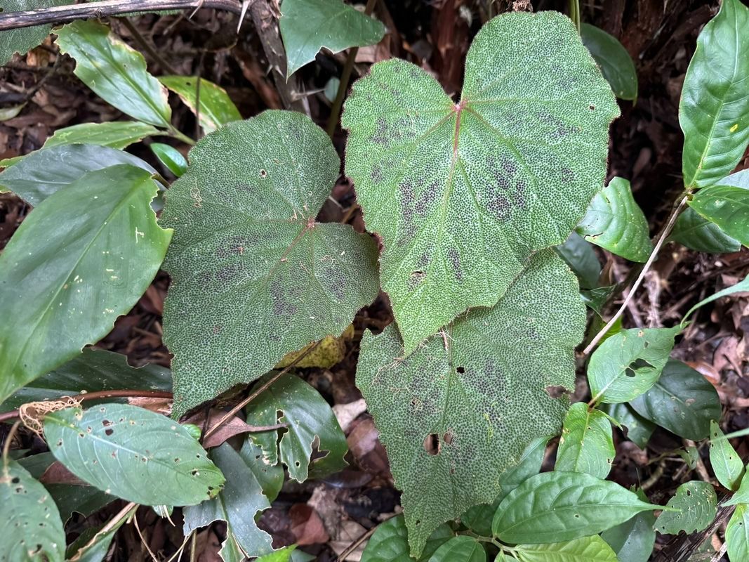 B. areolata