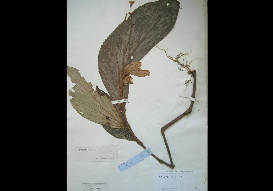 B. artior