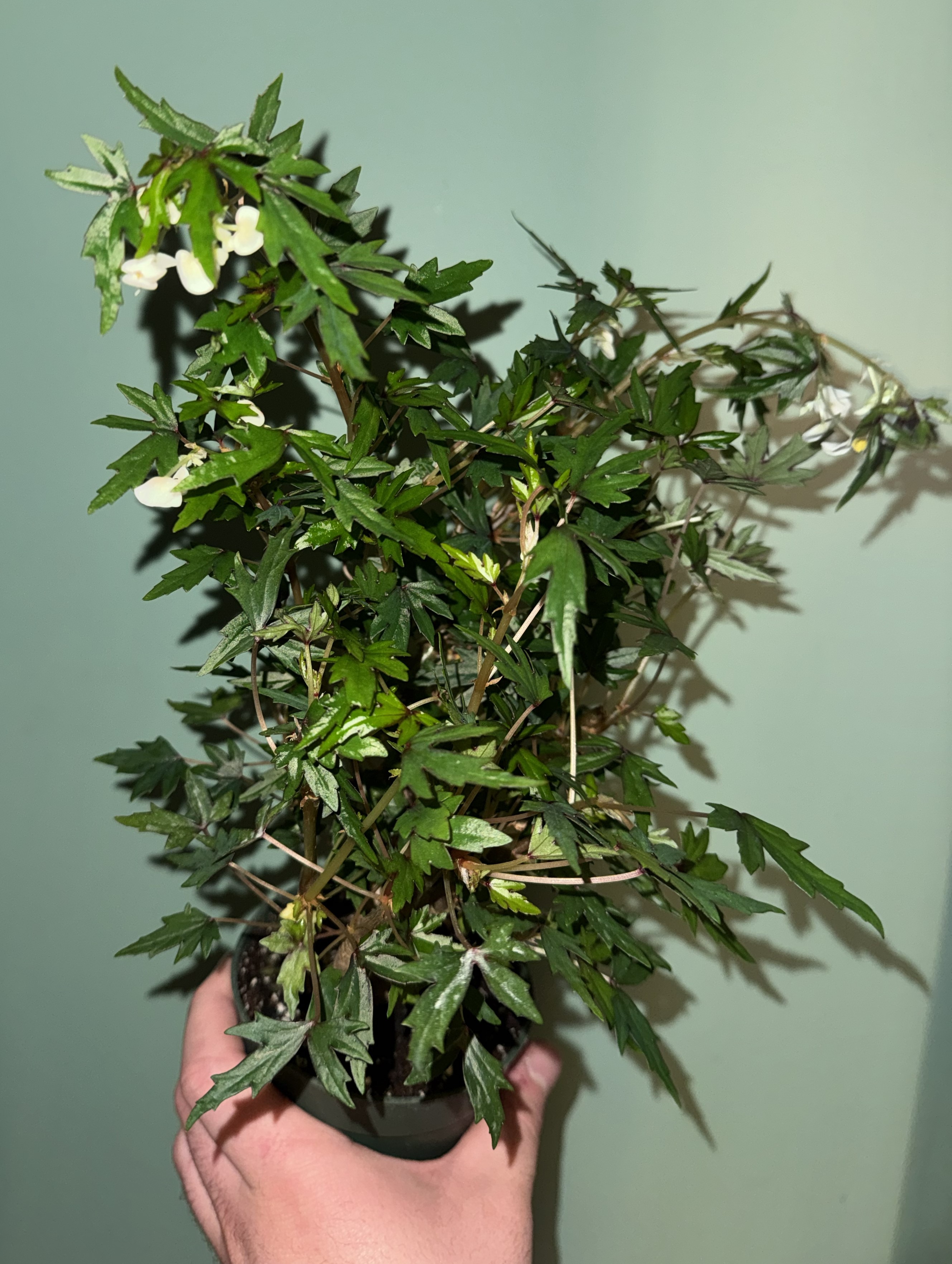 B. richardsiana